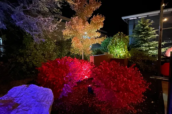 LED-lit garden trees at night with colorful lighting