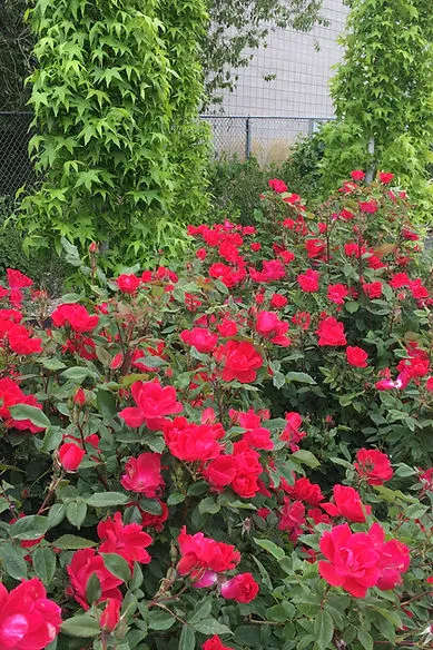 Red roses in the garden