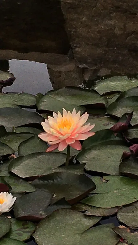 Lily pads and lotus flower in the pond