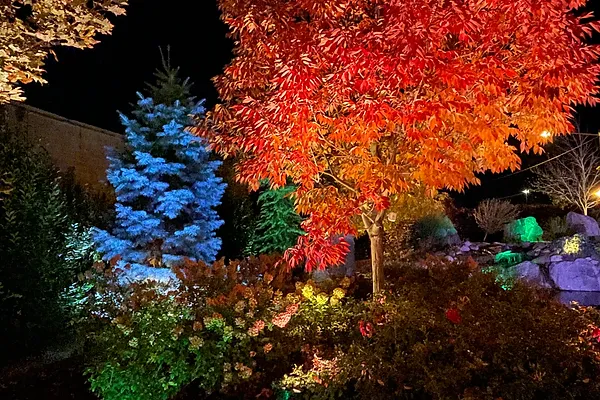 Blue spruce and red maple with LED garden lighting