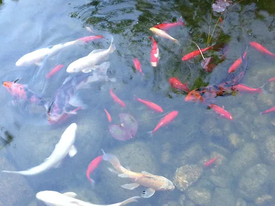 Koi pond with colorful fish